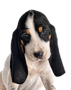 Bernese Schweizer Laufhund beyaz arkaplan önünde