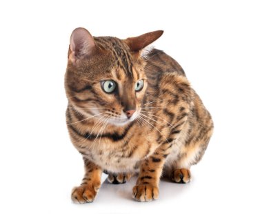 Bengal kedisi beyaz arka planda
