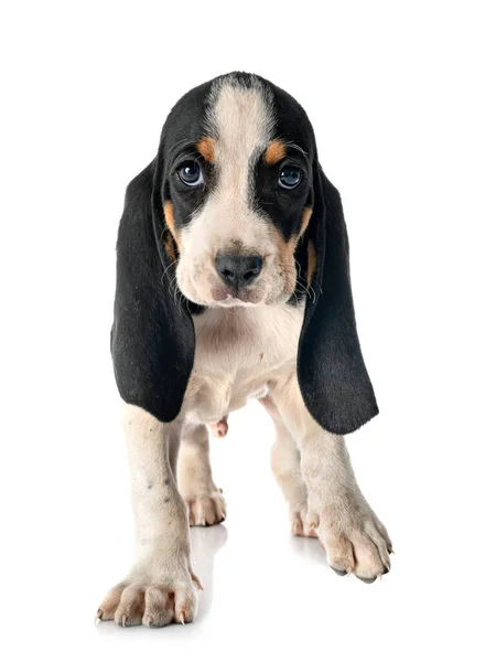Puppy Bernese Schweizer Laufhund Front White Background — Stock Photo, Image