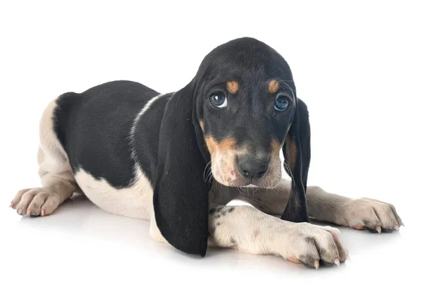 Puppy Bernese Schweizer Laufhund Voor Witte Achtergrond — Stockfoto