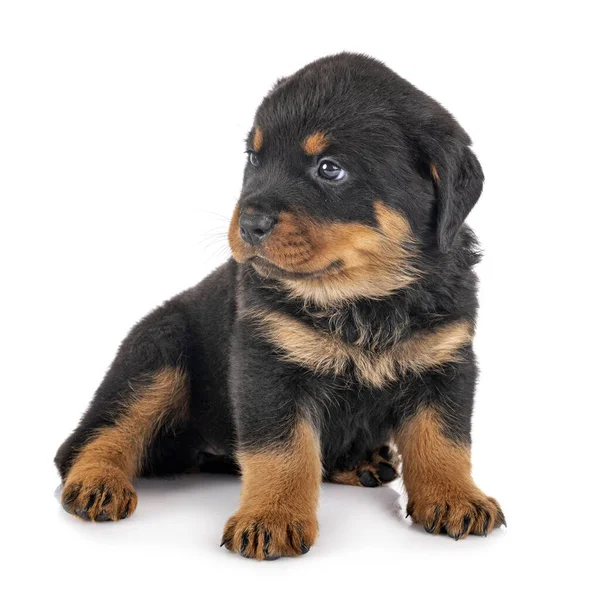 Chiot Rottweiler Face Fond Blanc — Photo