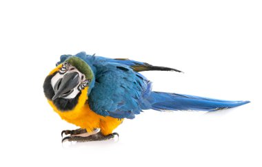 Beyaz arkaplan önünde ara ararauna