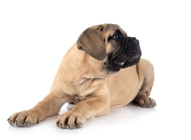 Beyaz arkaplan önünde genç bir boğa.