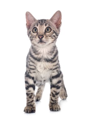 Bengal kedisi beyaz arka planda