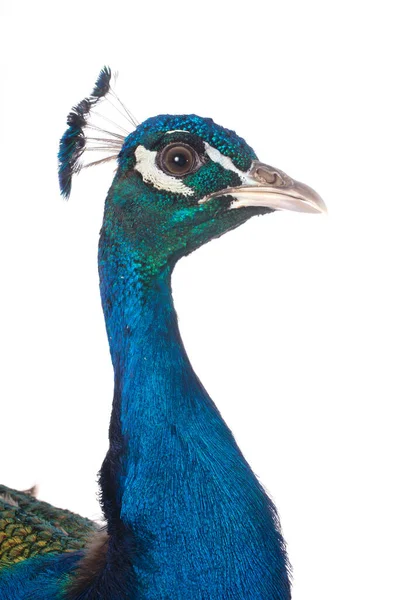 Male Peacock Front White Background — Stock Photo, Image