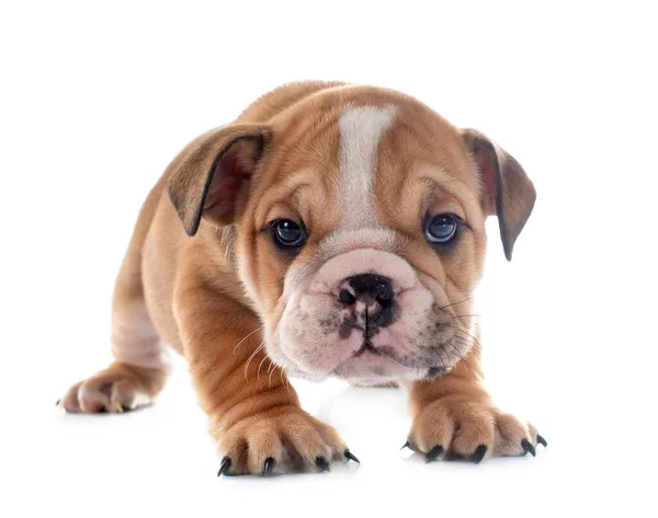 Cachorrinho Inglês Bulldog Frente Fundo Branco — Fotografia de Stock