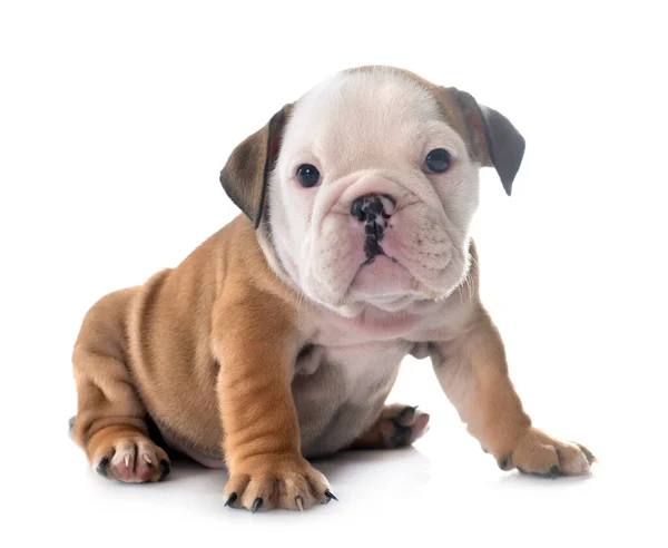 Kiskutya Angol Bulldog Előtt Fehér Háttér — Stock Fotó