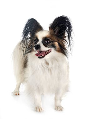 Beyaz arkaplan önünde papillon köpek