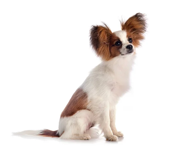 Papillon Perro Frente Fondo Blanco — Foto de Stock