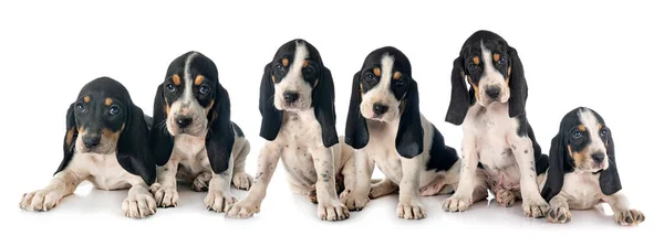 Pups Bernese Schweizer Laufhund Voor Witte Achtergrond — Stockfoto