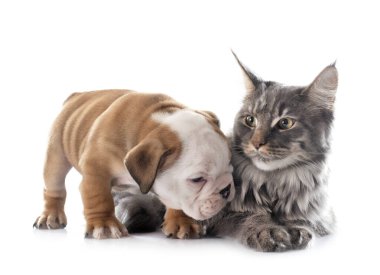 Beyaz arka planda köpek yavrusu ingiliz bulldog ve kedi