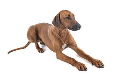 Beyaz arkaplan önünde Rodezya Sırtı