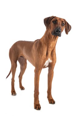 Beyaz arkaplan önünde Rodezya Sırtı