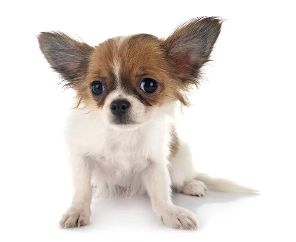 Kleiner Chihuahua Vor Weißem Hintergrund — Stockfoto