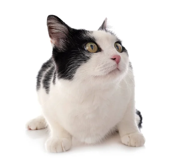 Stray Cat Front White Background — Stock Photo, Image