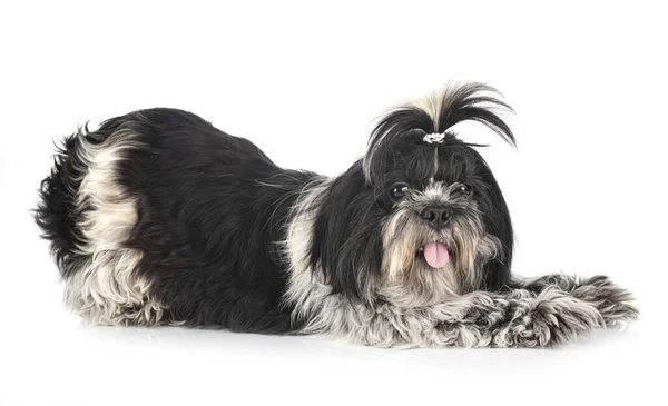 Shih Tzu Front White Background — Stock Photo, Image