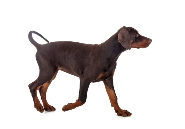 Puppy Dobermann Pinsher Front White Background — Stock Photo, Image