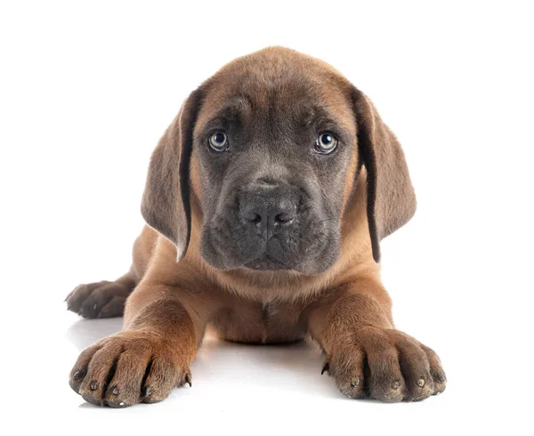 Pup Italiaanse Mastiff Voorkant Van Witte Achtergrond — Stockfoto