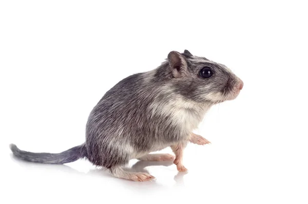 Young Gerbil Front White Background — Stock Photo, Image