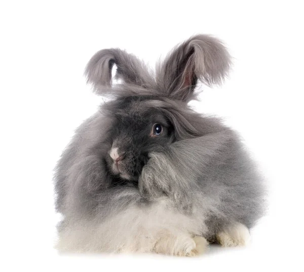 Inglês Angora Frente Fundo Branco — Fotografia de Stock