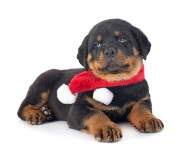 Beyaz arkaplan önünde köpek yavrusu rottweiler