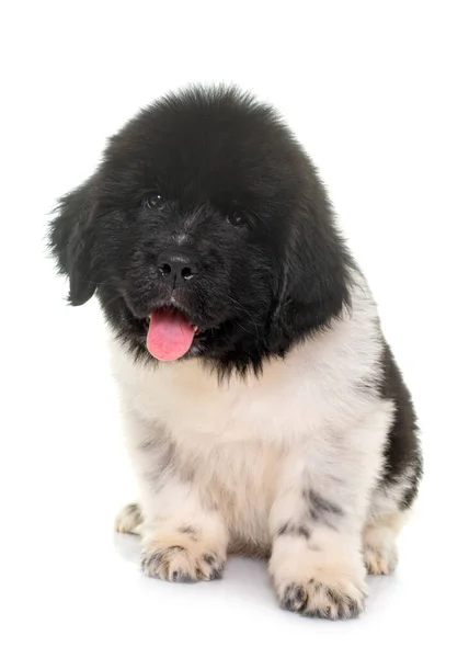 Chiot Newfoundland Chien Face Fond Blanc — Photo