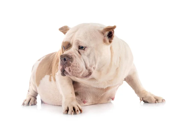 American Bully Front White Background — Stock Photo, Image