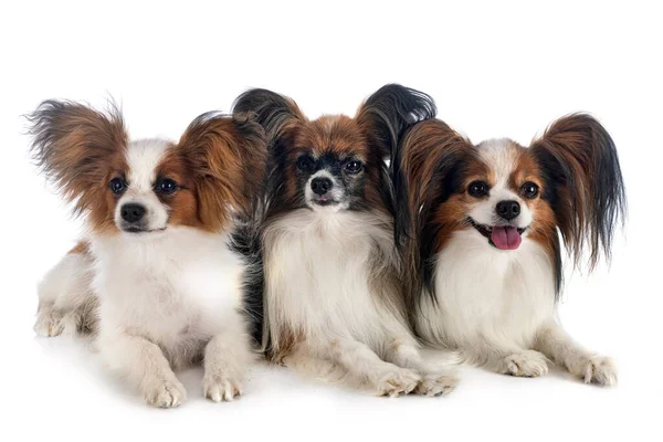 Сосочковые Собаки Белом Фоне — стоковое фото