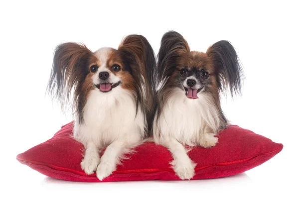 Papillon Dogs Front White Background — Stock Photo, Image
