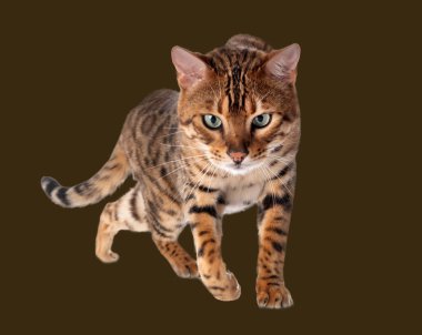 Bengal kedisi kahverengi arka planda