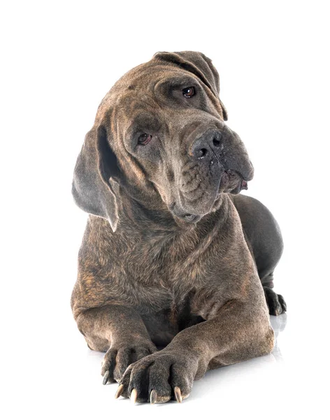 Italiaanse Mastiff Voorkant Van Witte Achtergrond — Stockfoto