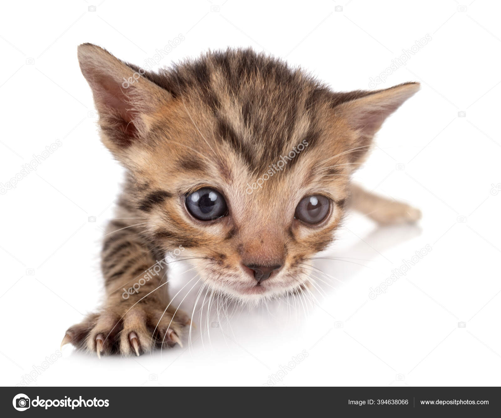 Bengal Cat Depan Latar Belakang Putih Stok Foto C Cynoclub 394638066