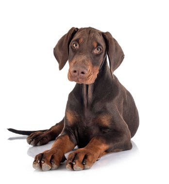 Köpek Dobermann beyaz arkaplanın önünde eziyor.