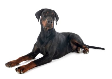 Dobermann beyaz arkaplanın önünde eziyor.