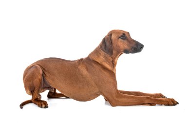 Beyaz arkaplan önünde Rodezya Sırtı