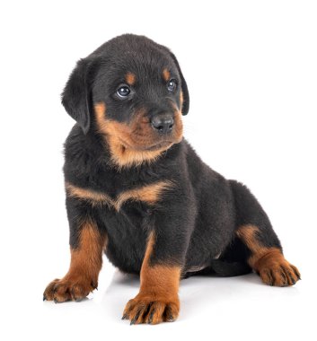 Beyaz arkaplan önünde köpek yavrusu rottweiler