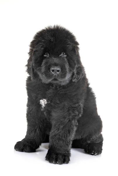 Cachorro Newfoundland Perro Frente Fondo Blanco — Foto de Stock