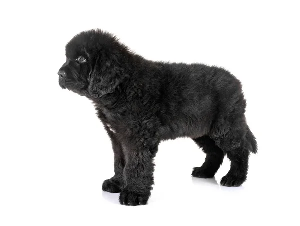 Chiot Newfoundland Chien Face Fond Blanc — Photo