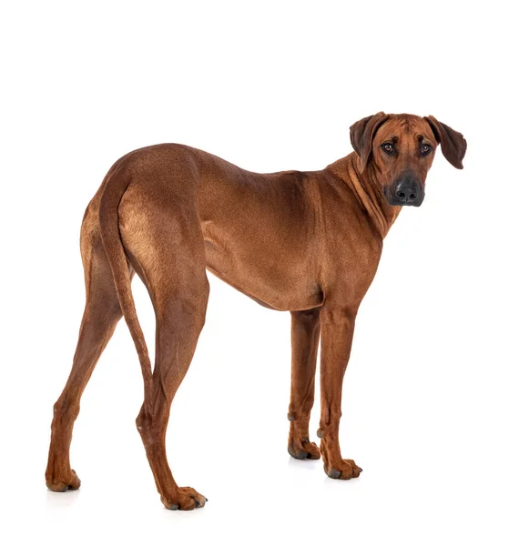 Rhodesian Ridgeback Μπροστά Από Λευκό Φόντο — Φωτογραφία Αρχείου