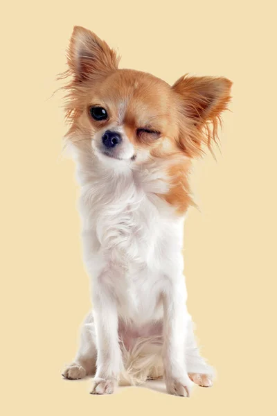 Augenzwinkern Von Chihuahua Vor Weißem Hintergrund — Stockfoto