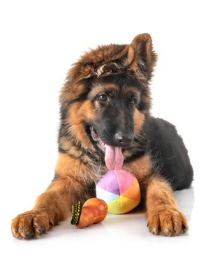 Beyaz arka planda köpek yavrusu Alman çoban köpeği.