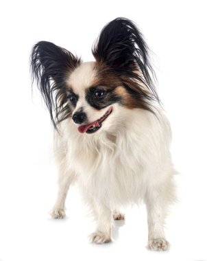 Beyaz arkaplan önünde papillon köpek