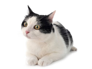 Beyaz arkaplan önünde sokak kedisi