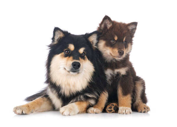 puppy and adult Finnish Lapphund in front of white background