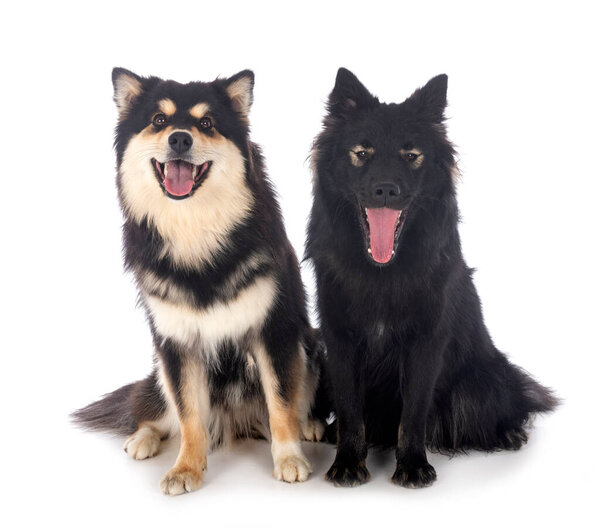 Finnish Lapphunds in front of white background