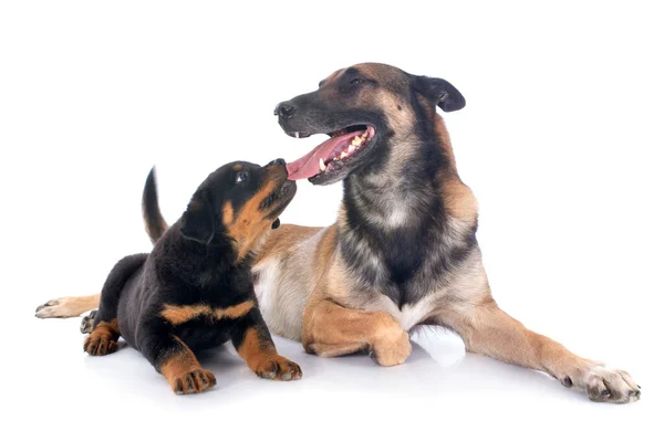 Welpen Rottweiler Und Malinois Vor Weißem Hintergrund — Stockfoto