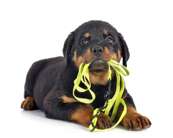 Puppy Rottweiler Front White Background — Stock Photo, Image