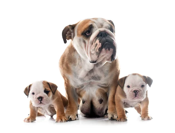 Englische Bulldogge Der Familie Vor Weißem Hintergrund — Stockfoto