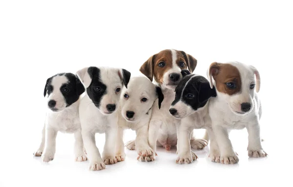 Puppies Jack Russel Terrier Front White Background — Stock Photo, Image