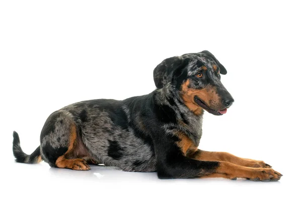 Vrouwelijke Harlekijn Beauceron Voorkant Van Witte Achtergrond — Stockfoto